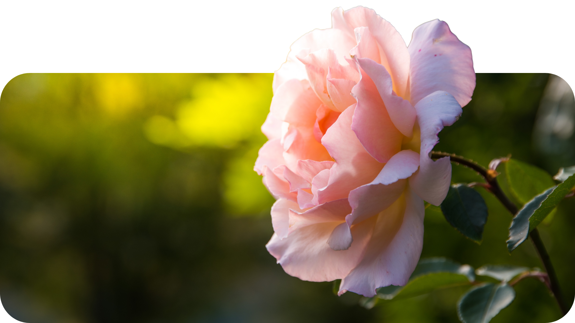 pensjonat-rozany-dom-pomocy-spolecznej-pomiechowek-warszawa-rose-bigg